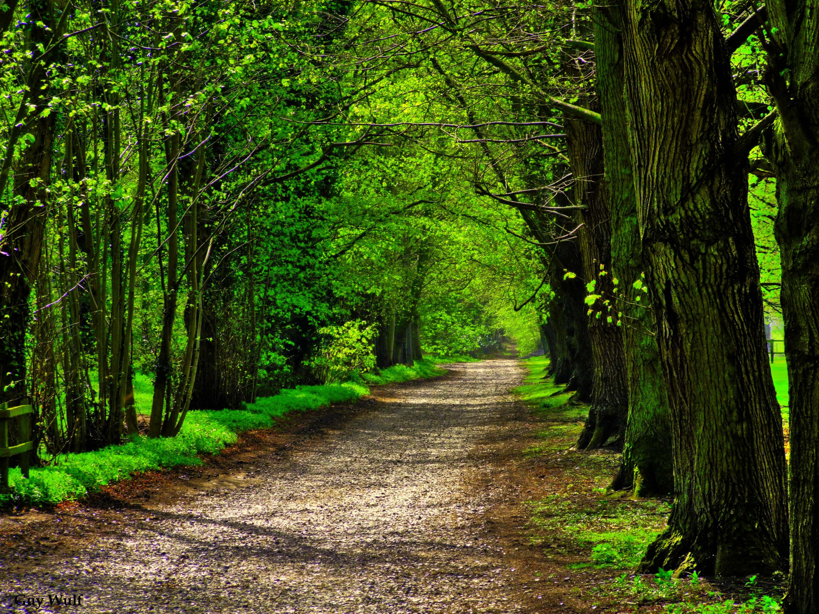 norfolk, zelenající se, jaro, treelined, naturesfinest, Písek, Banham, Avenueoftrees, abigfave