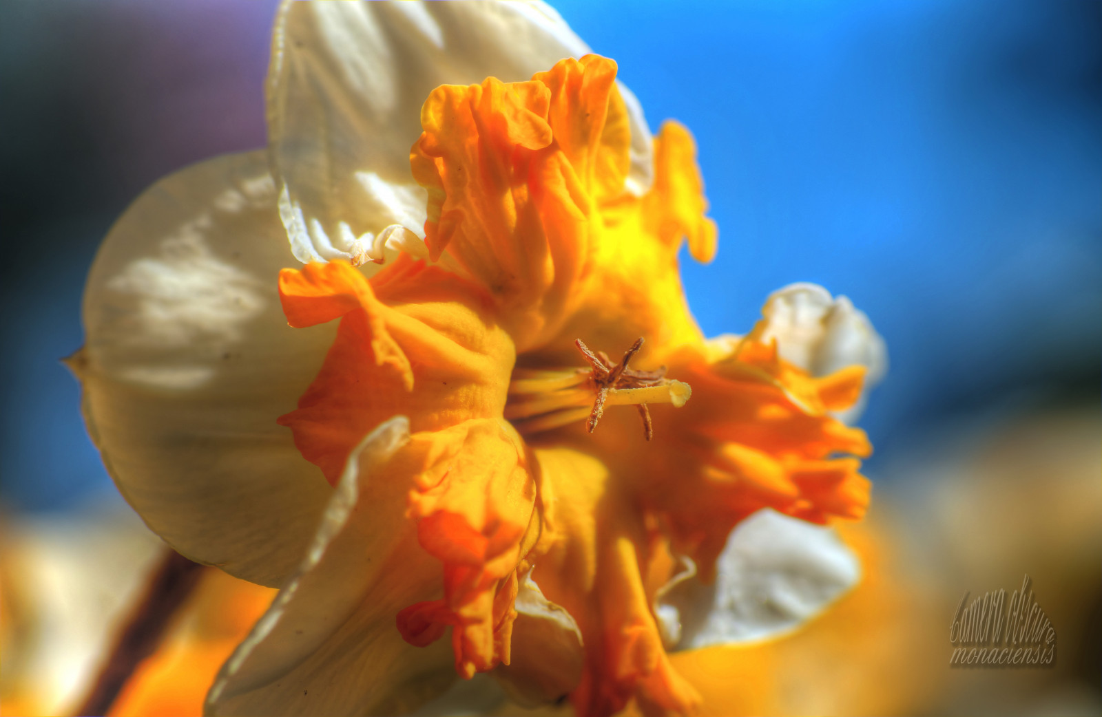 slunečnímu záření, černobílý, zahrada, Příroda, rostliny, fotografování, detailní, žlutý, Fotoaparát, květy, HDR, Sony, pyl, květ, B, 90, Krásná, Tamron, jablko, list, květ, rostlina, květ, flóra, makro, natur, dSLR, 57, okvětní lístek, alfa, vogel, monochrom, Photomatix, Pflanzen, sLR, blume, Dieter, zpracované, slt, obscura, Wulf, Vogl, photomatrix, wulfdietervogl, alpha57, sonyalpha57, wulfdieter, cameraobscuramonaciensis, monaciensis, highdynamicrange, divoká rostlina, bl te, blumen, garten, pflanze, nahaufnahme, bl deset, sonyalpha, botanika, suchozemská rostlina, kvetoucí rostlina, zblízka, makro fotografie, monacensis, verarbeitet, bearbeitet, tamronmakro, tamronspaf90mmf28makro11, Fotoshop, appleblossoms, applflowers