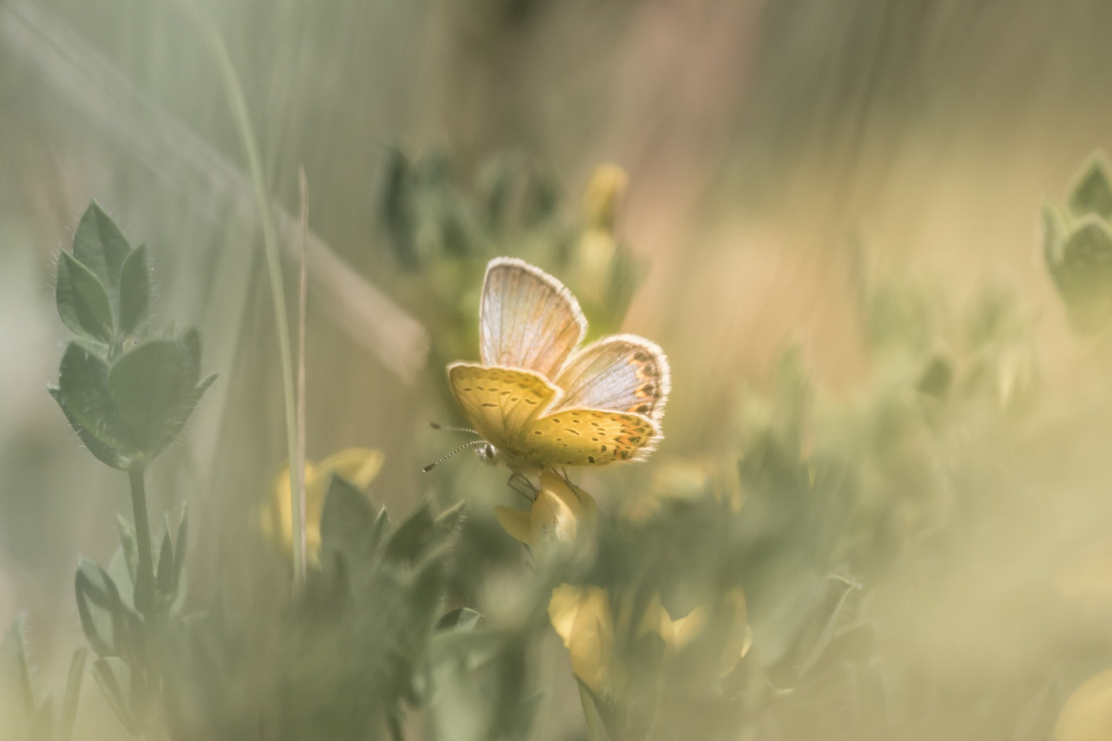luce del sole, le foglie, natura, erba, piante, fotografia, macro, farfalla, verde, giallo, polline, fiorire, foglia, fiore, pianta, flora, petalo, Fiore di campo, sfondo del computer, impianto di terra, pianta fiorita, avvicinamento, fotografia macro, famiglia di erba