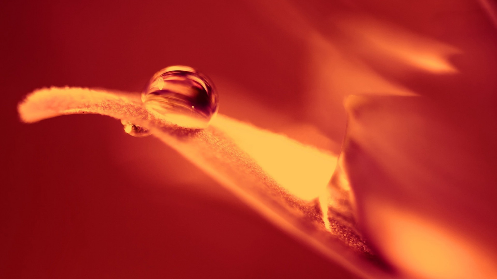 lumière du soleil, fleurs, la nature, rouge, la photographie, gouttes d'eau, Macro, jaune, lumière, Couleur, feuille, fleur, plante, obscurité, pétale, Papier peint de l'ordinateur, fermer, Photographie macro