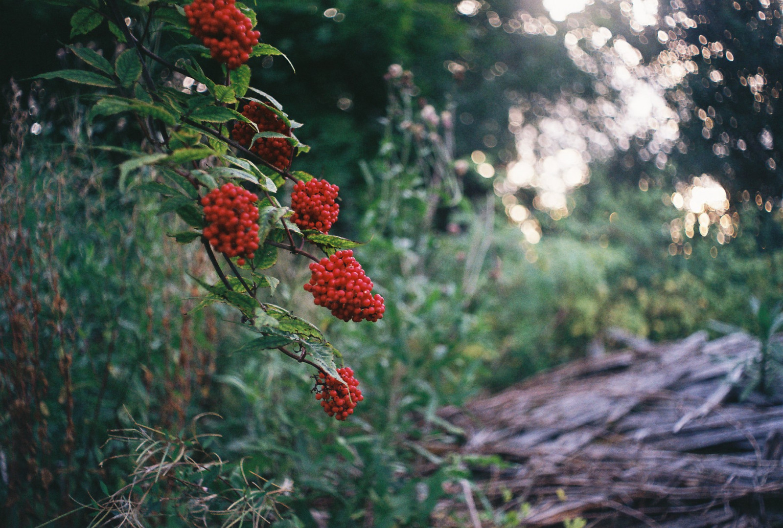 rostliny, film, listy, analogový, 35MM, keř, plevele, Estonsko, jeřabin, bokeh, větve, zeleň, zenit, větvičky, křovina, Eesti, zenitem