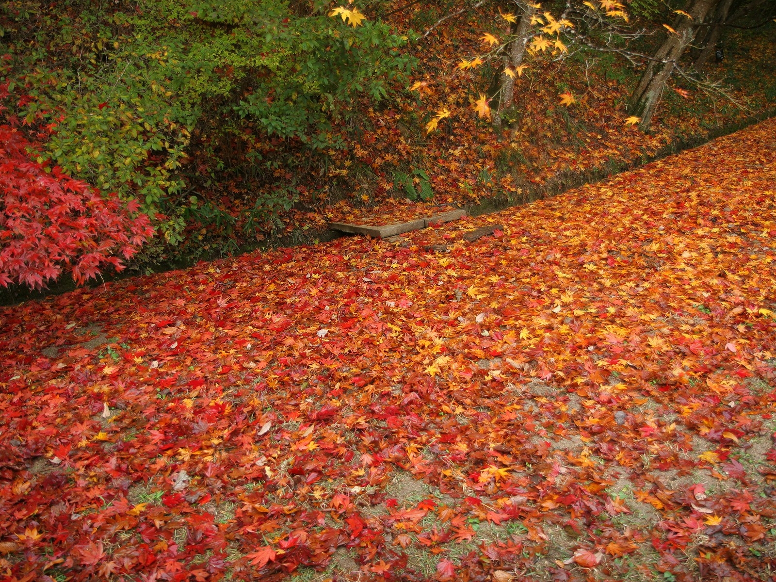 Wallpaper : leaves, fallen, fall 1600x1200 - goodfon - 1015053 - HD ...