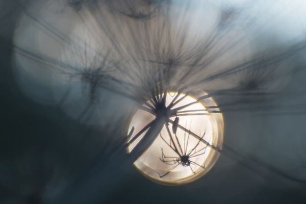 flowers, nature, plants, sunlight, white, reflection