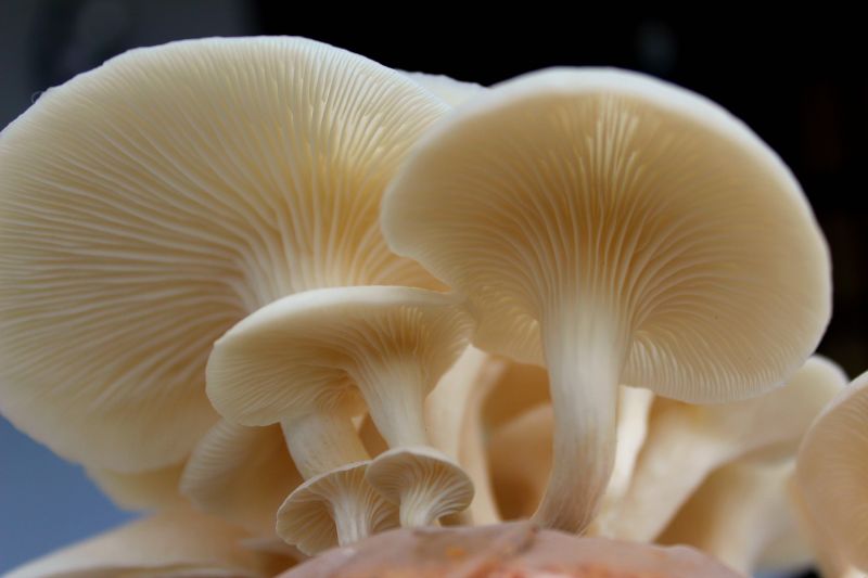 huba,huby,Tiram,Jamur,Jamurtiram,blinkagain