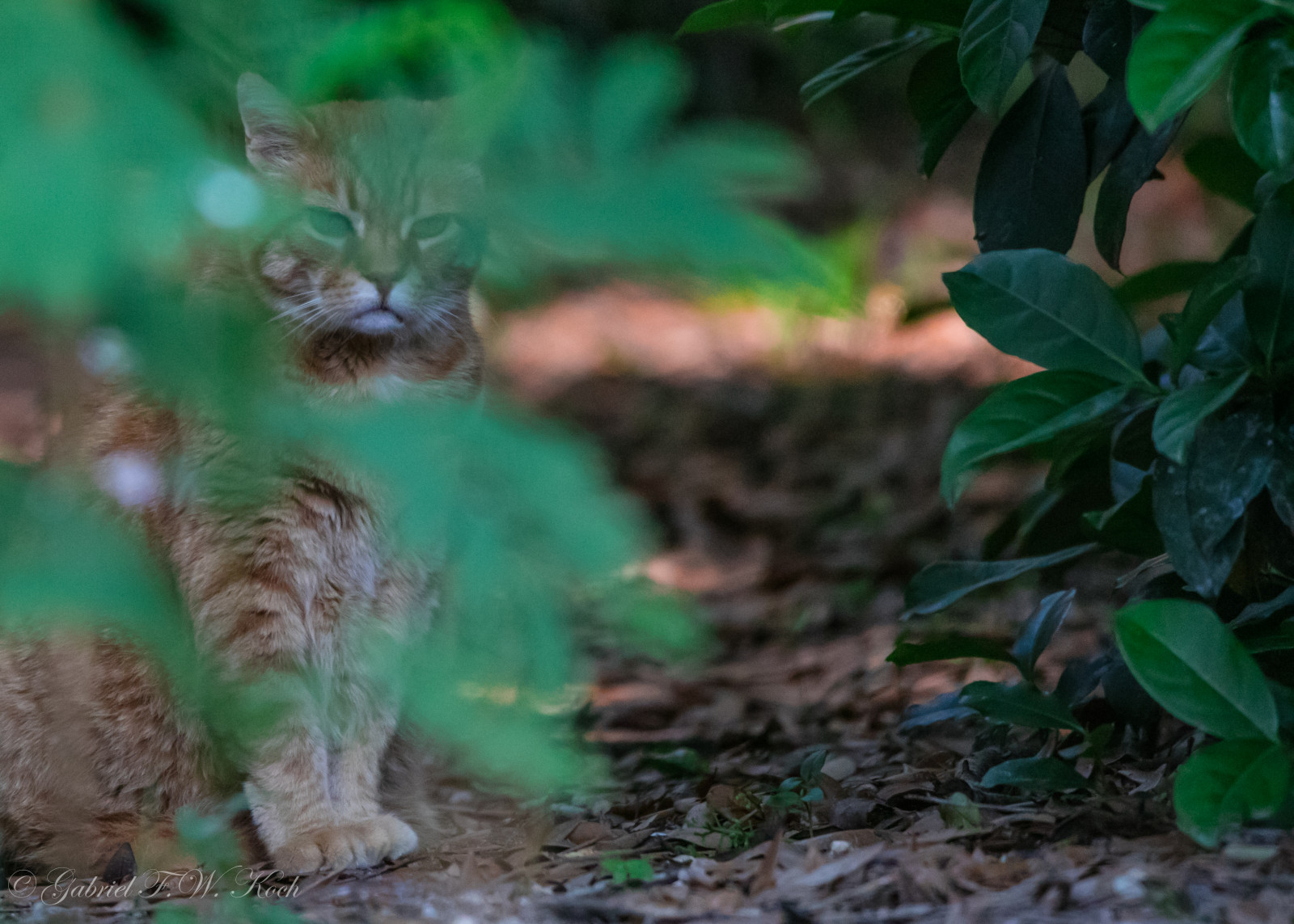 oranžový, slunečnímu záření, zelená, tvář, kočka, Kánon, mimo, eos, zázvor, oči, zadní dvorek, orangecat, sedící, dof, bokeh, opálení, sigma, naturallight, teleobjektiv, odstín, lovec, tlapky, úkryt, katt, gingercat, gatt