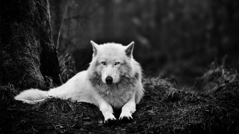 monochromia, śnieg, Wilk, ssak, 1920x1080 pikseli, Natura monochromia, śnieg, Wilk, ssak, 1920x1080 pikseli, Natura