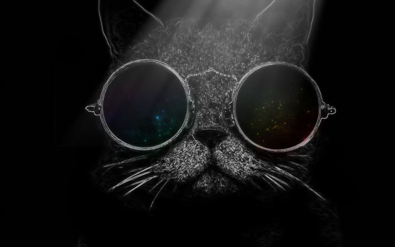 black, cat, sunglasses, glasses, photography, nose black, cat, sunglasses, glasses, photography, nose
