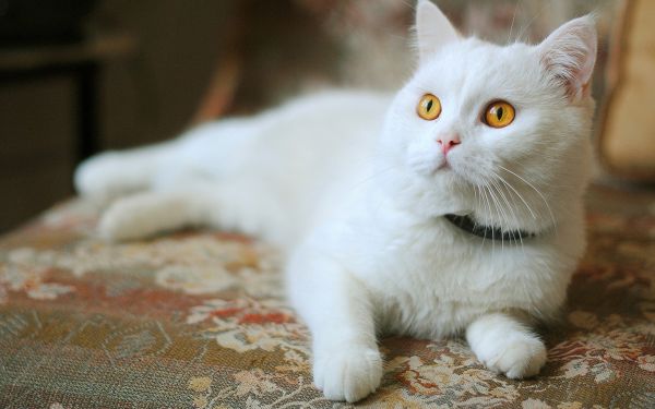 animals,cats