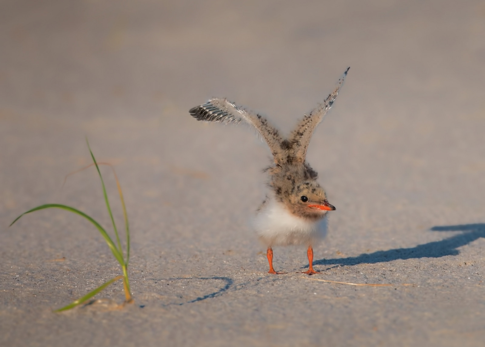 Wallpaper : birds, animals, bay, planet, nature, sand, beach, Earth