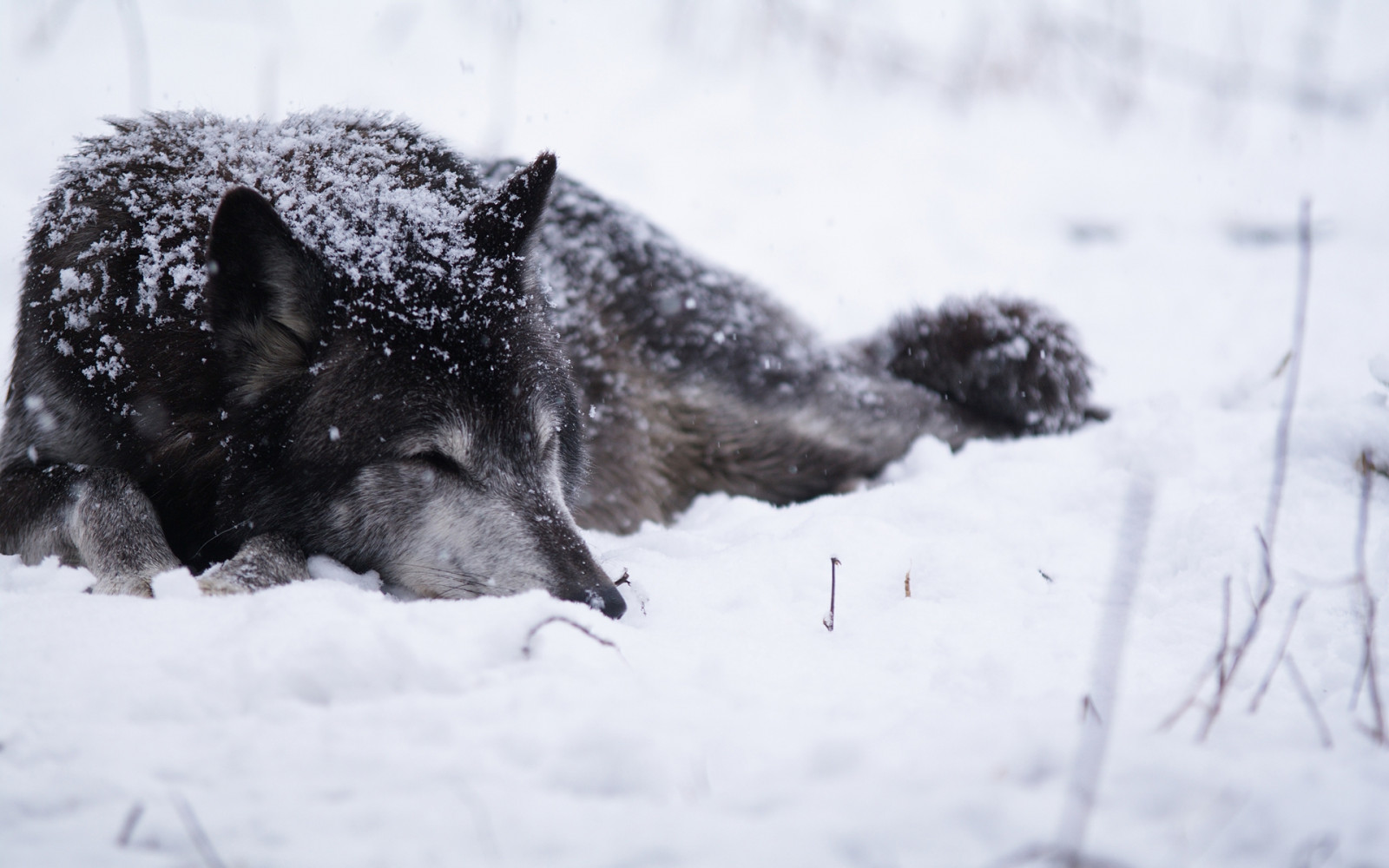Wallpaper : snow, cold, wolf, warm, Freezing, weather, season, blizzard ...