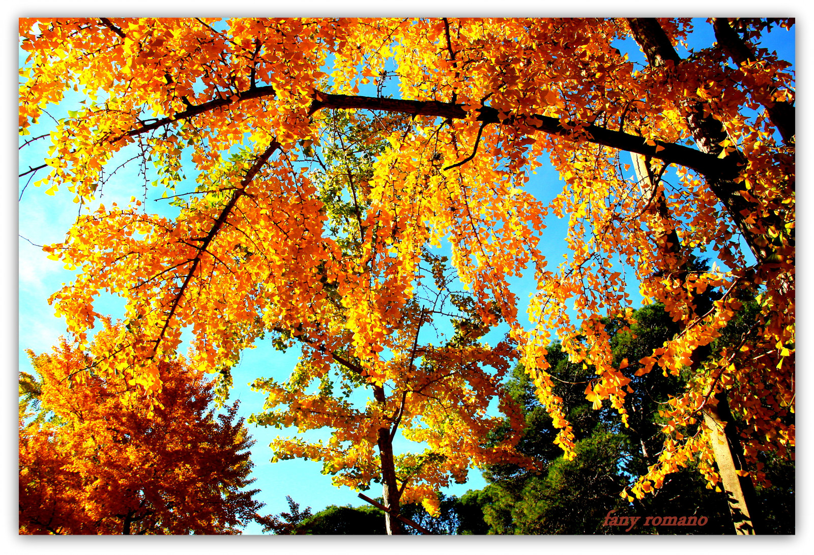 nebe, větev, Kánon, Argentina, DELFÍNI, slunce, světlo, strom, podzim, list, rostlina, sezóna, blinkagain, cielo, naturaleza, paisaje, oto o, amarillo, Barvy, Bosque, lago, arboles, colori, natura, giallo, blinksuperstars, museo, parque, luz, bestofblinkwinners, hoja, plantas, laplata, olores, fanyromano, suchozemská rostlina, kvetoucí rostlina, dřevina, moderní umění, ekosystém, ginkgobiloba