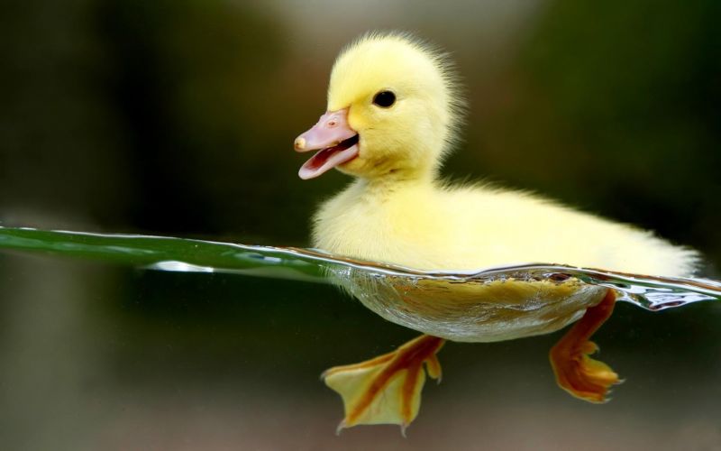 natura,anatra,becco,uccello,animali,giallo