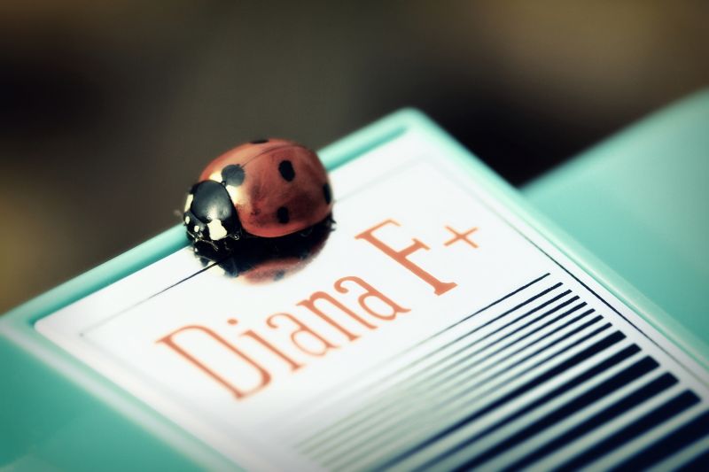 caméra,lumière,Soleil,réflexion,punaise,insecte