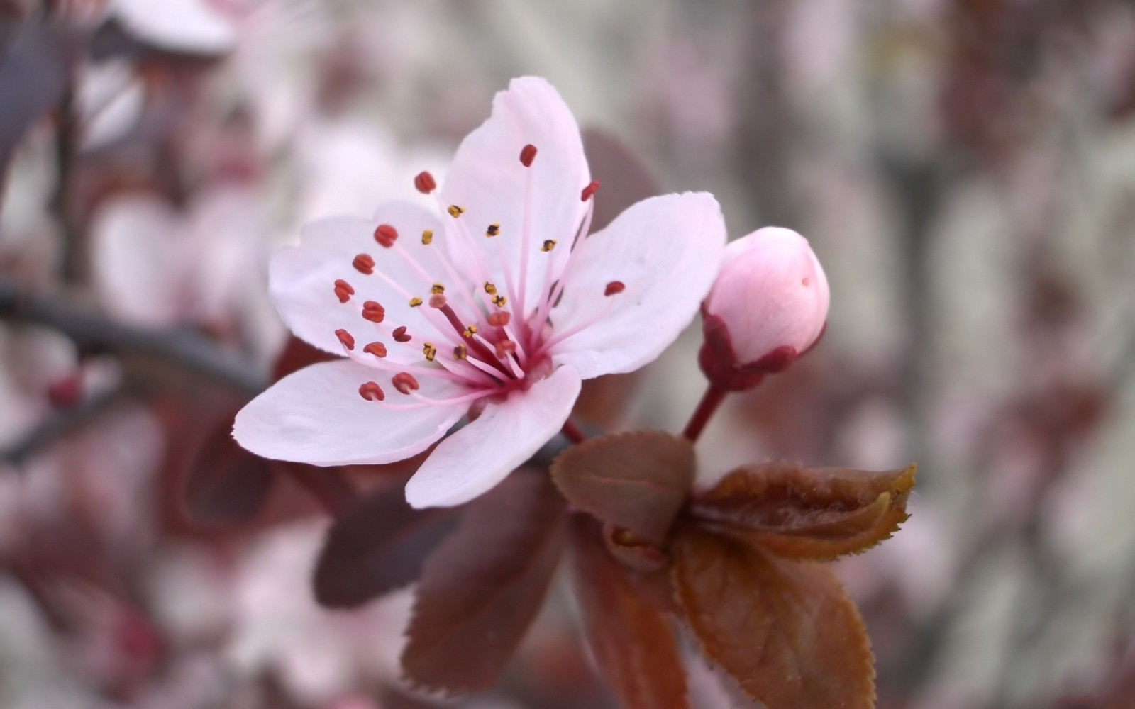 Wallpaper flowers, branch, blossoms, cherry blossom, pink, spring