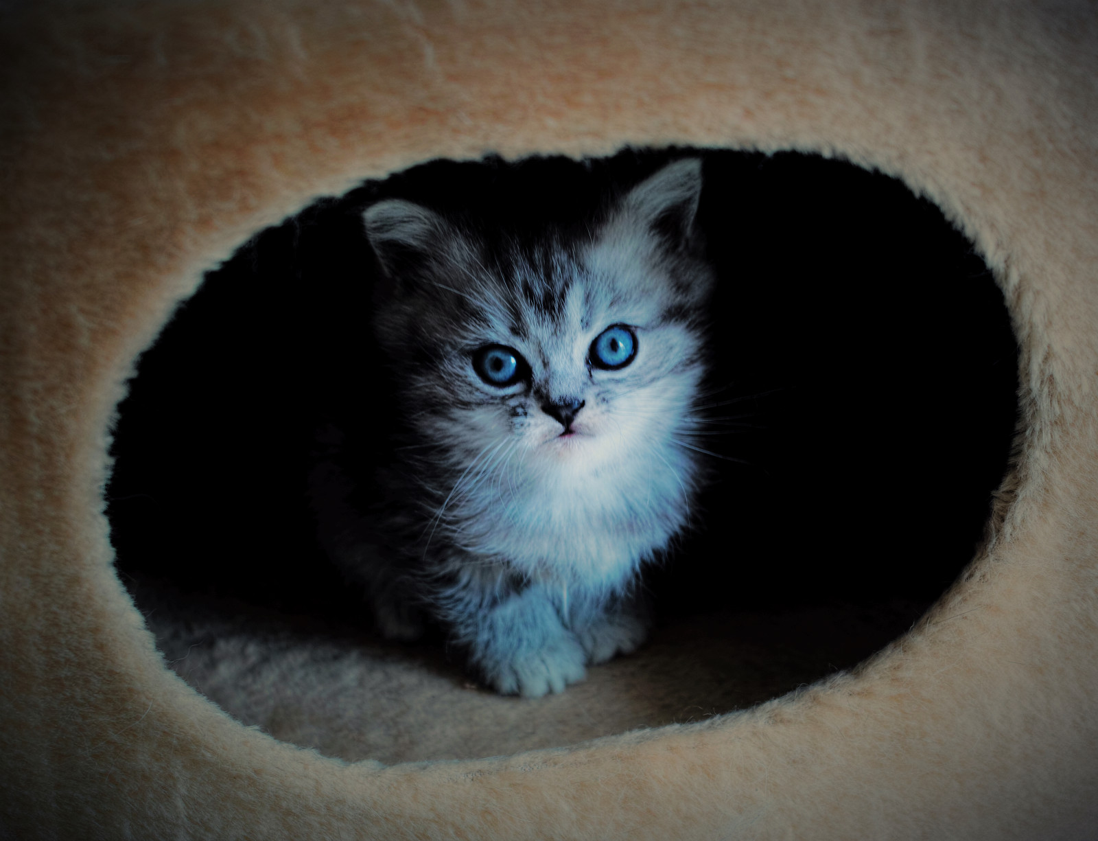 Katze, blau, Nase, Whiskers, Dp2m, meine Freunde, Kätzchen, Säugetier, Wirbeltier, Katze wie Säugetier, Kleine bis mittelgroße Katzen, Fleischfresser, Häusliche kurzhaarige Katze