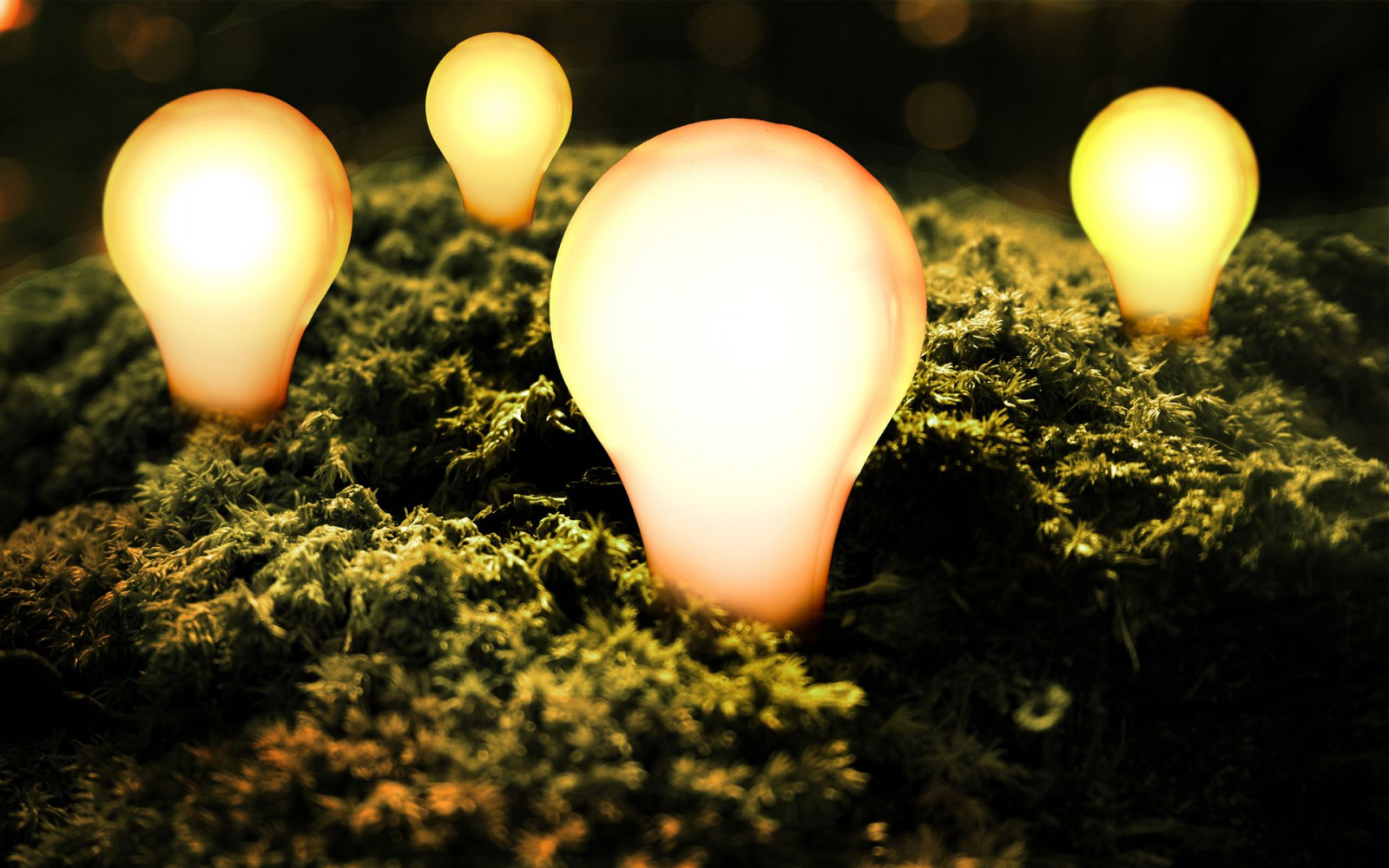 zonlicht, nacht, reflectie, macro, groen, geel, ochtend-, gloeilamp, licht, kleur, blad, bloem, kaars, fabriek, verlichting, duisternis, 1920x1200 px, detailopname, macrofotografie