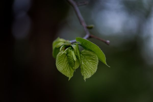 sunlight,nature,leaves,photography,branch,green