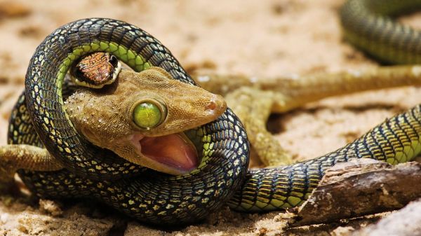 snake,green,wildlife,head,serpent,Boa constrictor