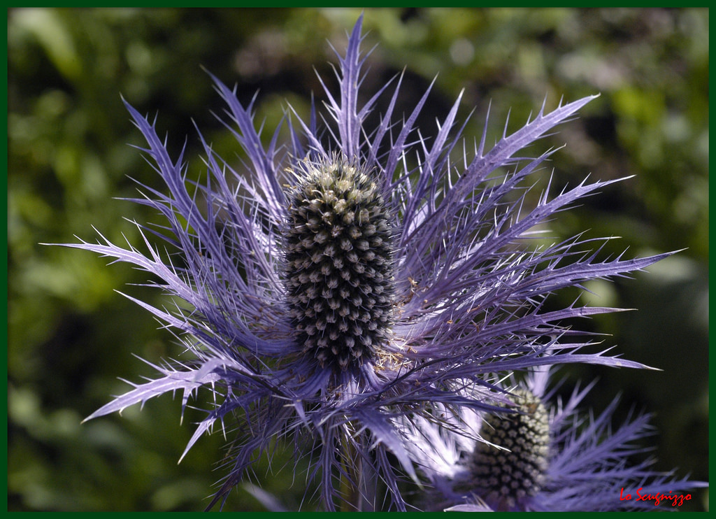 อิตาลี, นาโปลี, หุบเขา, ยุโรป, โมนาโก, ยูโรปา, ดอกไม้, ปลูก, อิตาลี, พระคุณ, พืช, พืชผักชนิดหนึ่ง, หุบเขา, ดอกไม้ป่า, ปิโอมอน, Piedmont, พืชดอก, ใกล้ชิด, การถ่ายภาพมาโคร, เงี่ยงหนามและหนาม, provinciaditorino, Valli, silybum, ธัญพืชAtisô, เปโตร, Piero, rivarolo, สง่างาม, lanzo, fossano, Chiaves, principatodimonaco, principautedemonaco, aciel, monasterodilanzo, valledeltesso, loscugnizzo, Vallidilanzo, spinoso, arianoirpino, cynara, noxious weed