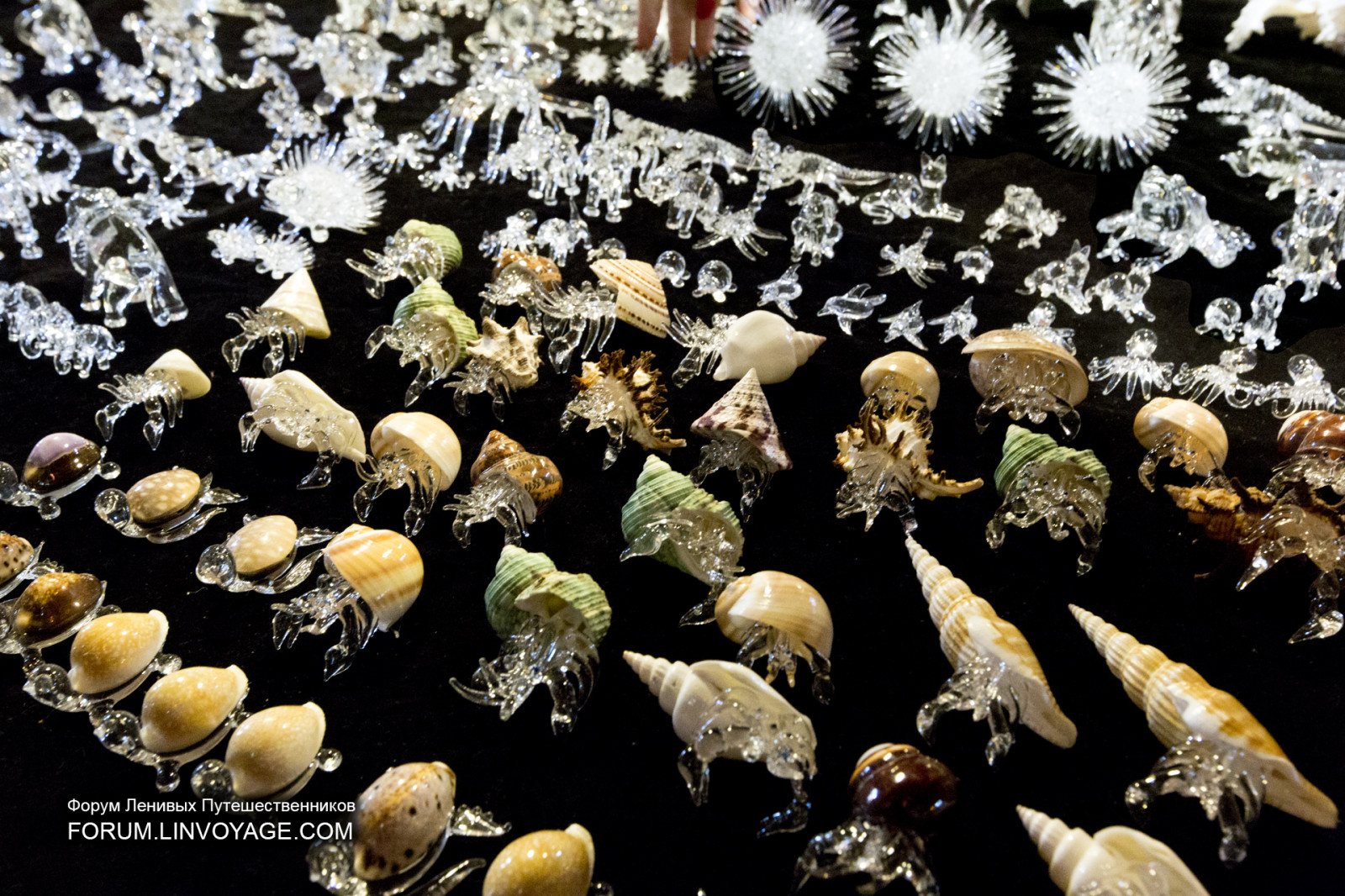 lidé, jídlo, ulice, noc, architektura, text, sklenka, vzor, korál, město, ostrov, korálový útes, Thajsko, chůze, biologie, Neděle, světlo, list, květ, trh, venkovní, dívka, flóra, phuket, phuketian, vw, slavit, dav, ruční, phuketphotographernet, forumlinvoyagecom, httpforumlinvoyagecom, bezobratlý, mořská biologie