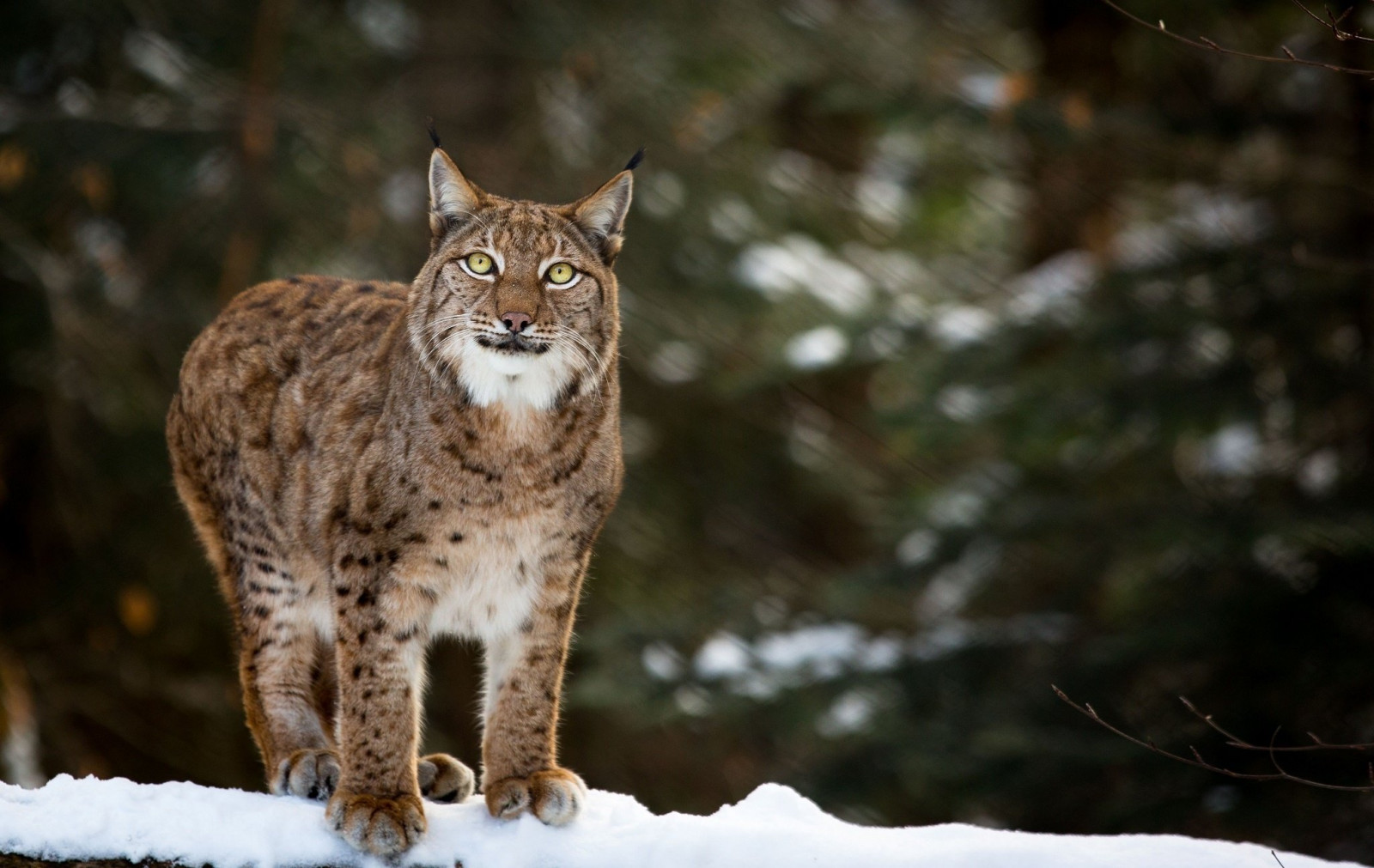 Wallpaper 2048x1295 px, carnivore, cat, grace, lynx, posture, snow