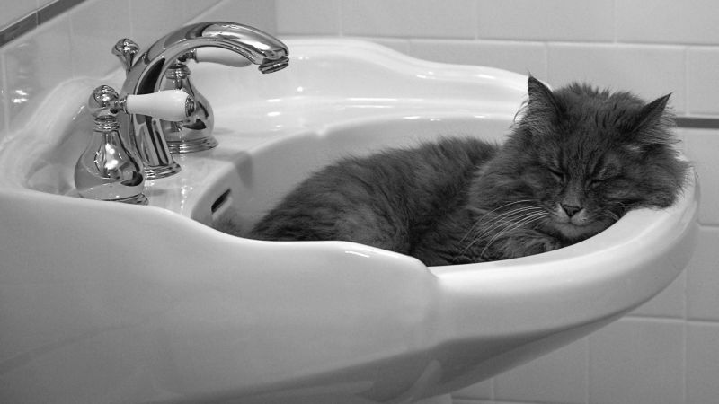 putih, hitam, kucing, hewan, satu warna, sedang tidur putih, hitam, kucing, hewan, satu warna, sedang tidur