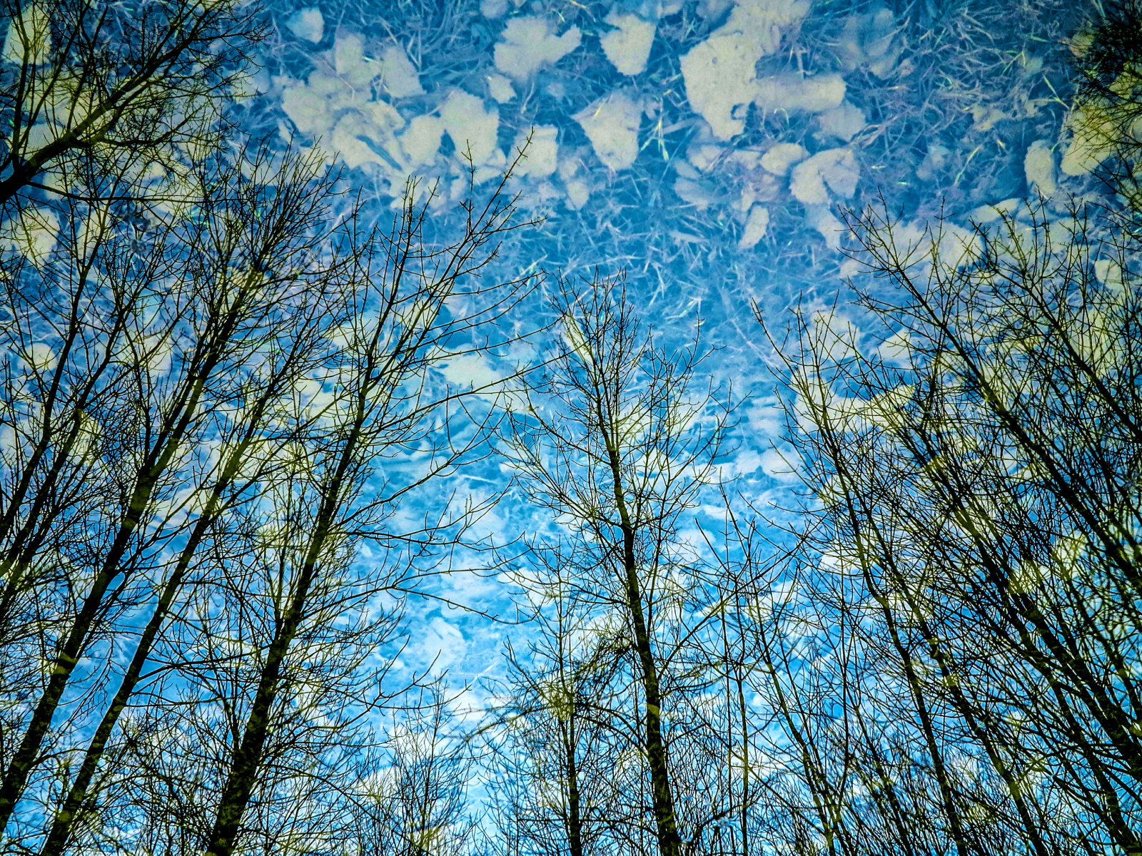Spring Reflection Background Wallpaper : trees, abstract, reflection, nature, ecology, leaves ...