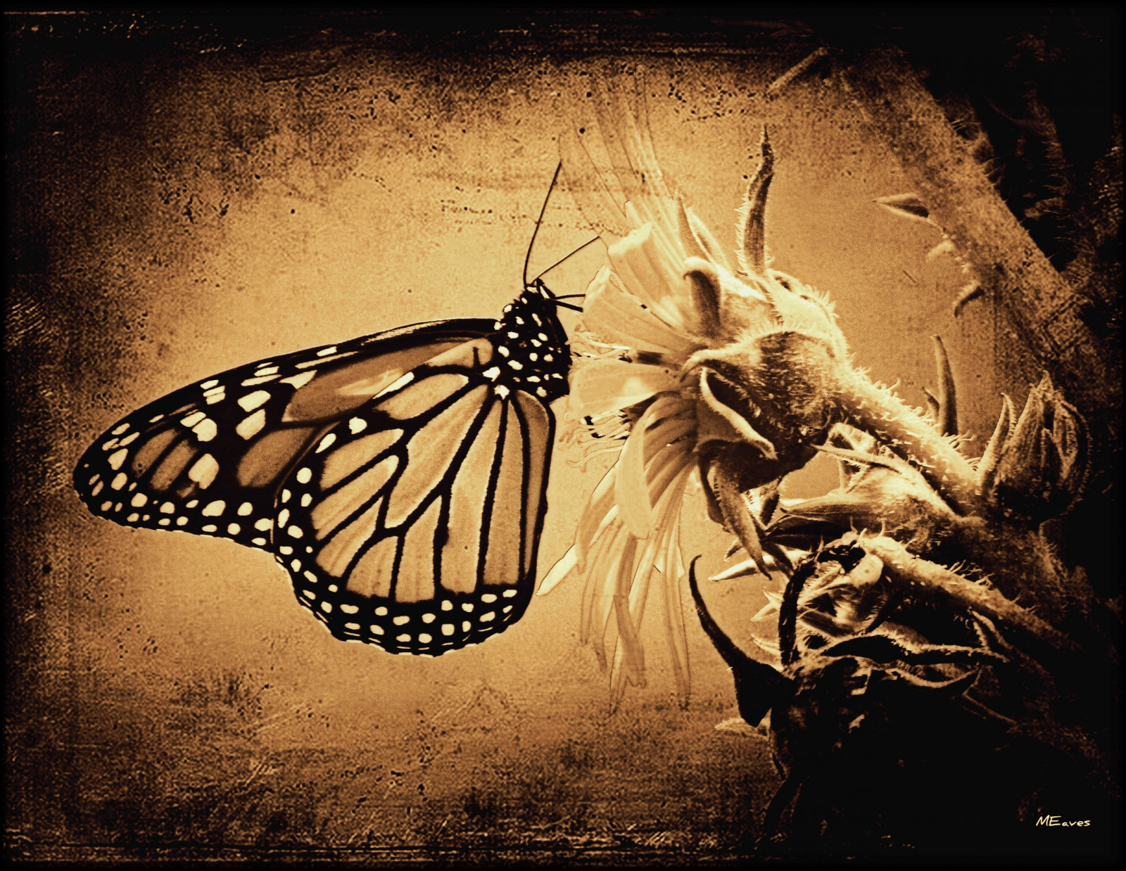 natur, tæt på, sommerfugl, insekt, insekt, udendørs, Monarch, tonet, tonet, tekstureret, sigma70300, K20D, pentaxk20d, pentaxart