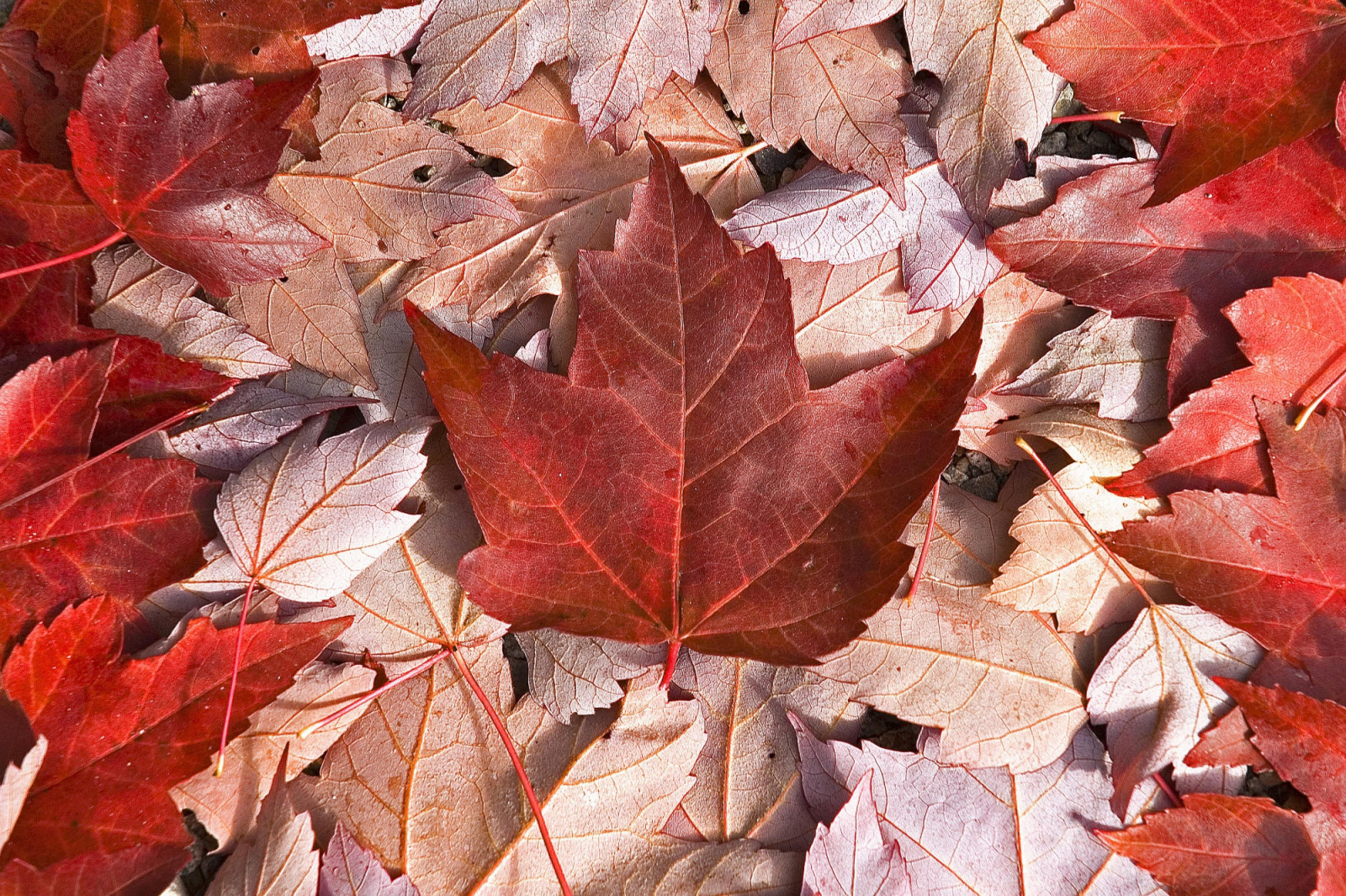 Wallpaper : Canada, flag, leaves, maple, cool 2000x1333 - - 1063653 ...