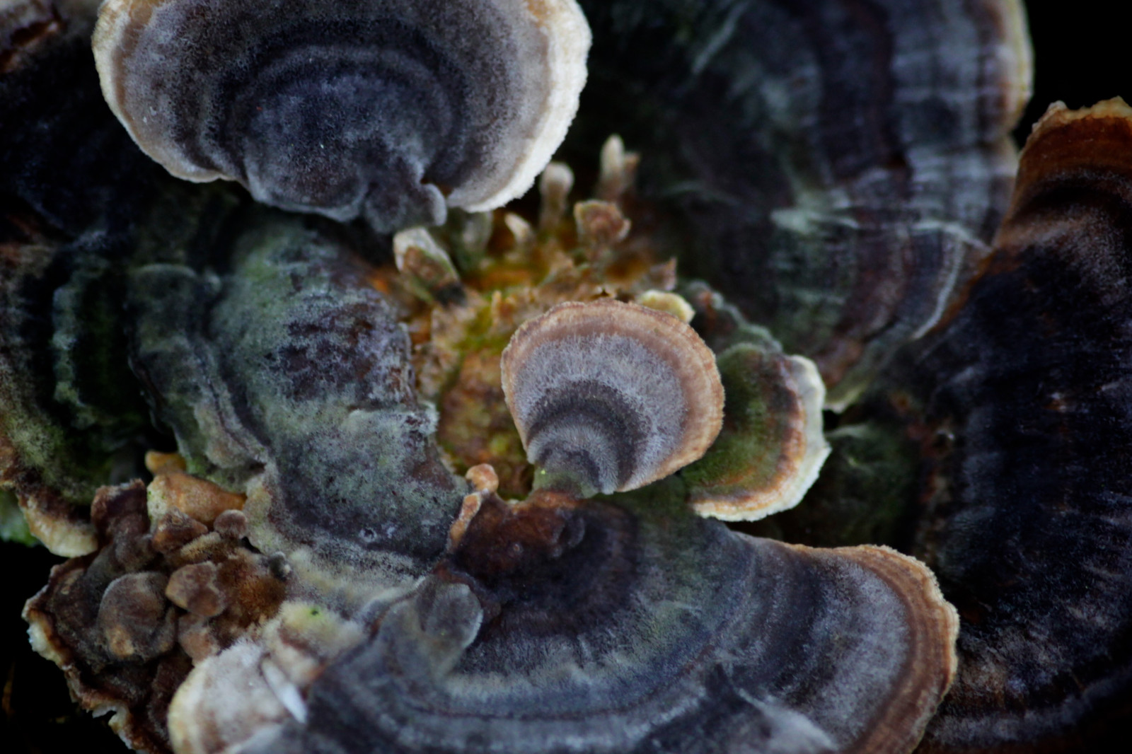 ธรรมชาติ, ฤดูหนาว, เห็ด, Canon, เชื้อรา, f28, ฤดูใบไม้ร่วง, พืช, Vinter, natur, svamp, บอร์นอล, eos, เชื้อรา, 100 มม, 5dmkii, ใกล้ชิด, การถ่ายภาพมาโคร, เห็ดนางรม, agaricomycetes, เห็ดสมุนไพร, เห็ดกินได้, agaricaceae, efter r, shiitake, agaricus, เห็ด champignon, auriculariales, auriculariaceae, เห็ดลิ้นจี่, auricularia, หูไม้