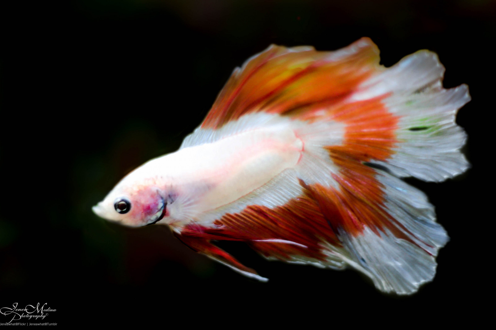 Ryba, makro, 50mm, betta, tropická ryba, extensiontube, bojovnice pestrá, AEGON, butterflytail, canon550d