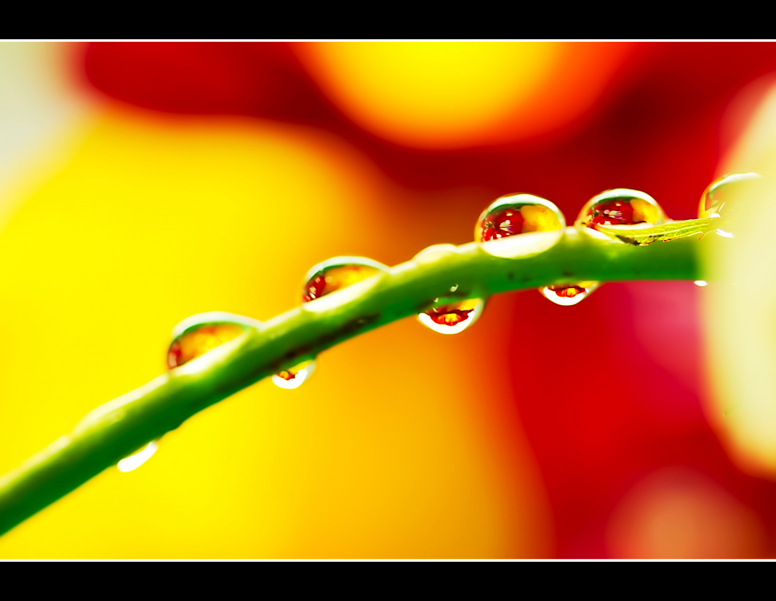 acqua, natura, rosso, fotografia, macro, ramo, verde, giallo, Canone, rosa, rosa, lente, Crudo, rugiada, tiro, leggero, bellissimo, foglia, colori, fiore, pianta, foto, flora, gdl, gocce, colore, germoglio, goccioline, petalo, interessante, fotografie, composizione, cs5, avvicinamento, fotografia macro, staminali vegetali, umidità, luminositymask