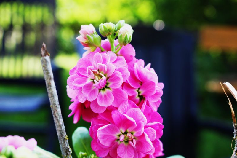 barvitý, květiny, Příroda, větev, zelená, letní