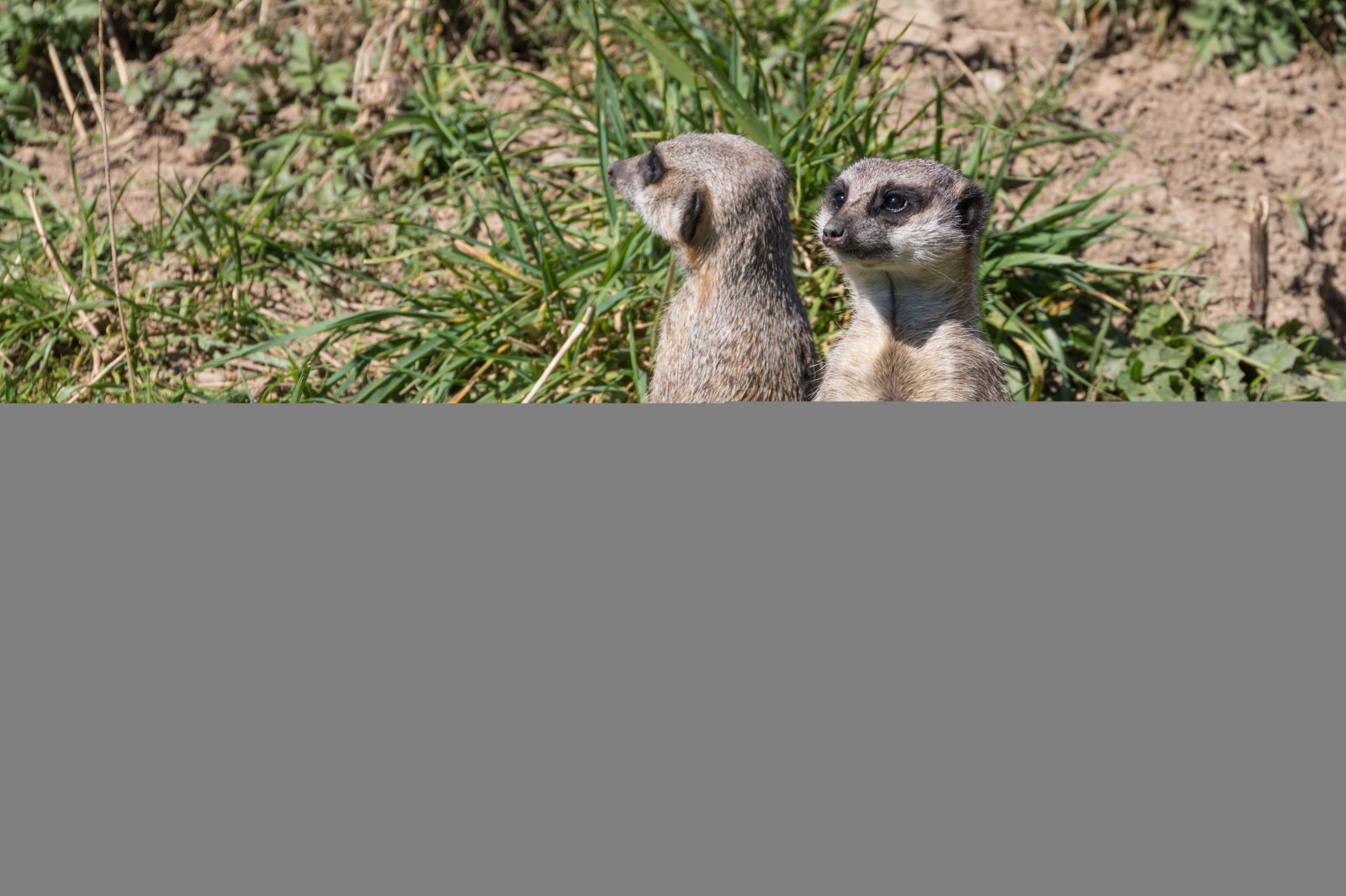 Volně žijících živočichů, zoologická zahrada, suricate, zvíře, DJUR, Djurpark, sk RBY, ystaddjurpark, šelmy, suricatasuricatta, surikat, fauna, savec, obratlovců