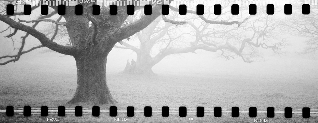 stromy, krajina, bílý, Černá, černobílý, zima, fotografování, makro, větev, mlha, smutek, 35MM, zmrazení, 1, důvěra, Cornwall, strom, národní, mlha, panoramatický, fuji, film, xpro1, 60mm, skenovat, Voigtlander, střední, formát, počítač tapeta, Černý a bílý, monochromatické fotografování, font, zátiší fotografování, jev, 6x9, Bessa, Lanhydrock, řetězová kola, stock photography