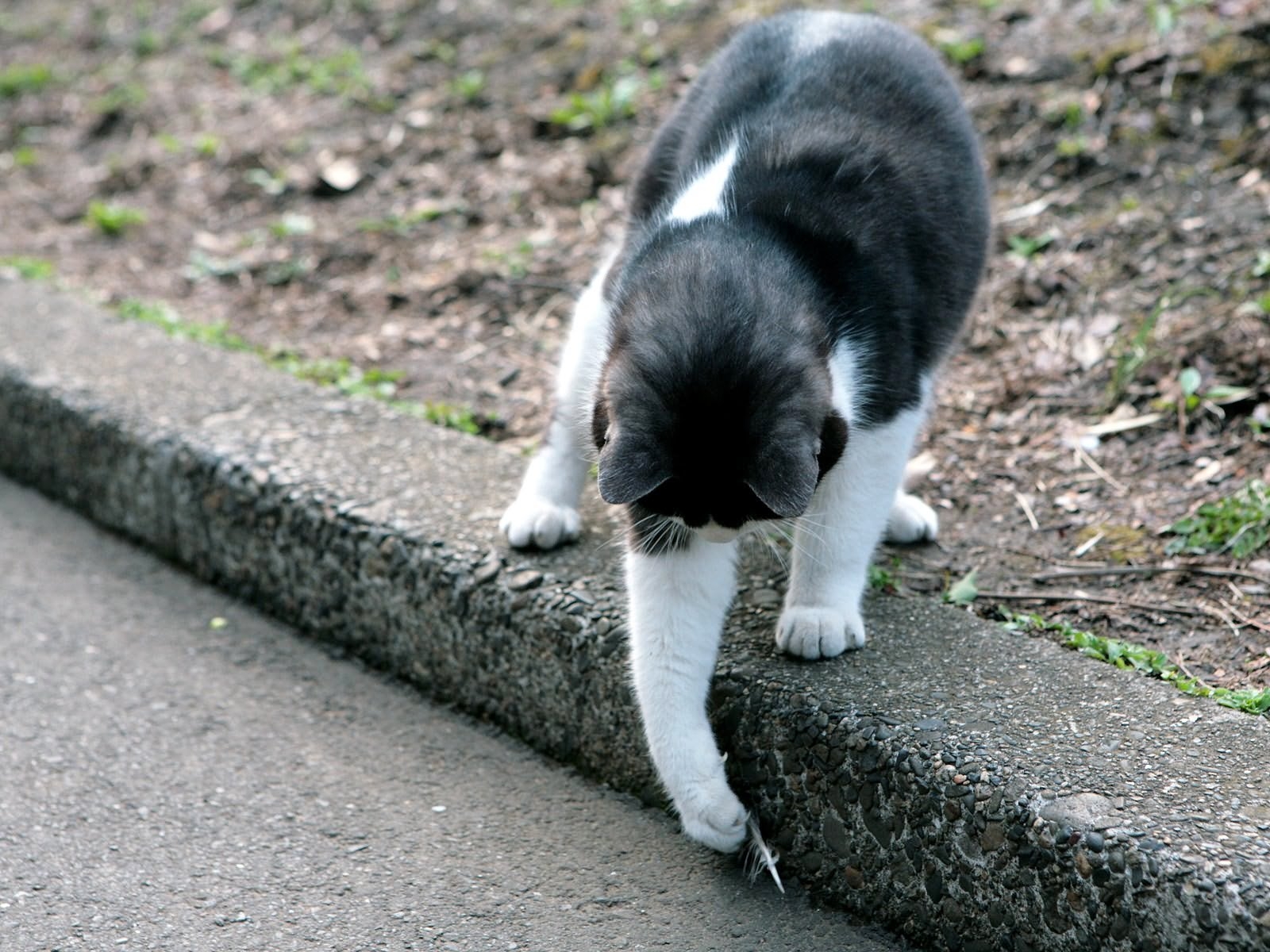 Wallpaper cat, street, walk, puppy, kitten, playful, vertebrate
