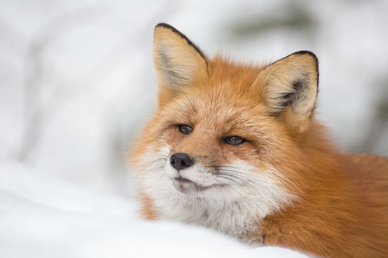 Volpe, la neve, animali, mammiferi Volpe, la neve, animali, mammiferi