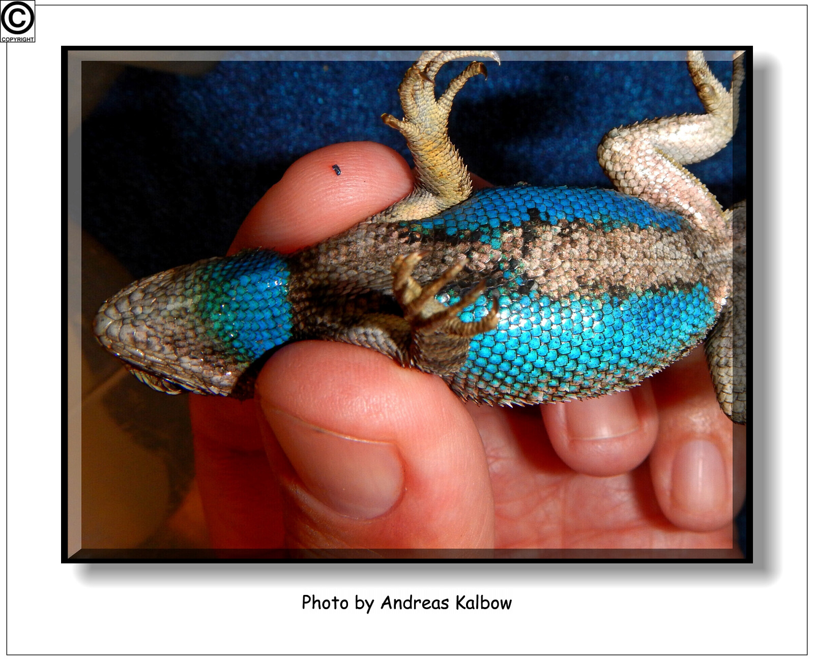 壁纸 : 生物, 爬虫, 爬行动物 2400x1947 - - 896928 - 电脑桌面壁纸 - WallHere 壁纸库