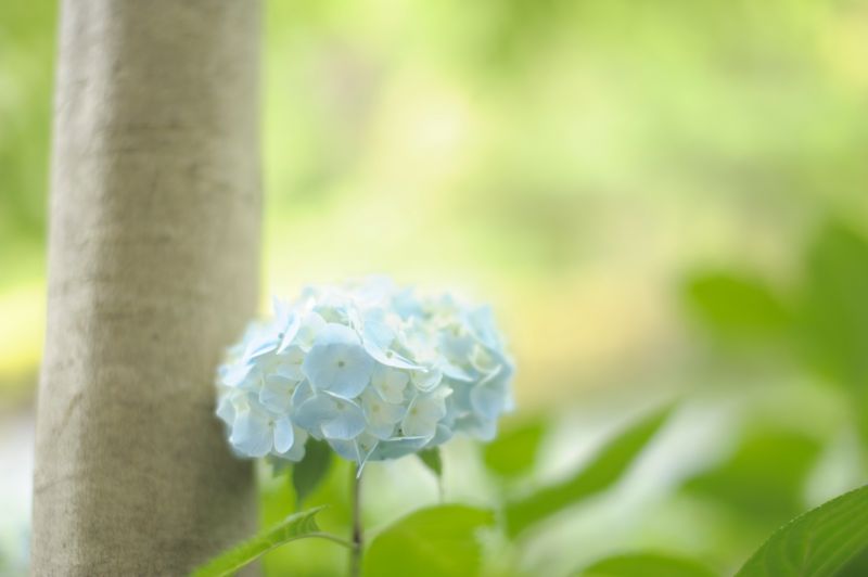 花,草,科,光