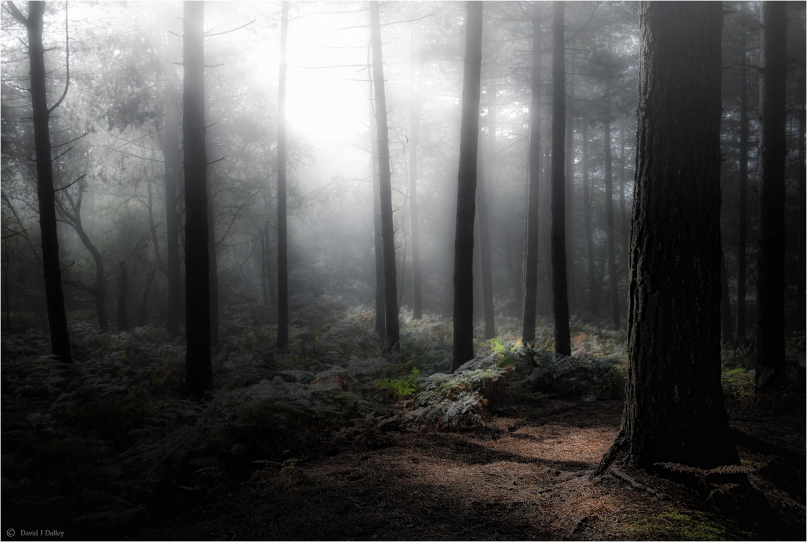 dřevo, Spojené království, greatbritain, podzim, stromy, Anglie, mlha, podzim, mlhavý, mlha, borovice, venkovský, les, zálesí, Sussex, venkov, národní park, Západní Sussex, Spojené království, Británie, mlhavý, naturallight, přírodní rezervace, Vřesoviště, kapradí, borovice, Southdowns, englishcountryside, Midhurst, vřesoviště, morningmist, zalesněný, britishcountryside, Stedham, mistymorning, ruralengland, downland, XE1, iping, sussexwildlifetrust, ruralsussex, ipingcommon, ruralbritain, sussexcountryside, fitzhall, southdownsnationalpark, trottoncommon, fitzhallheath, elstedroad, goldringswarren, daviddalley, davidjdalley, stedhamwithiping, fujifilmxe1, fujixe1