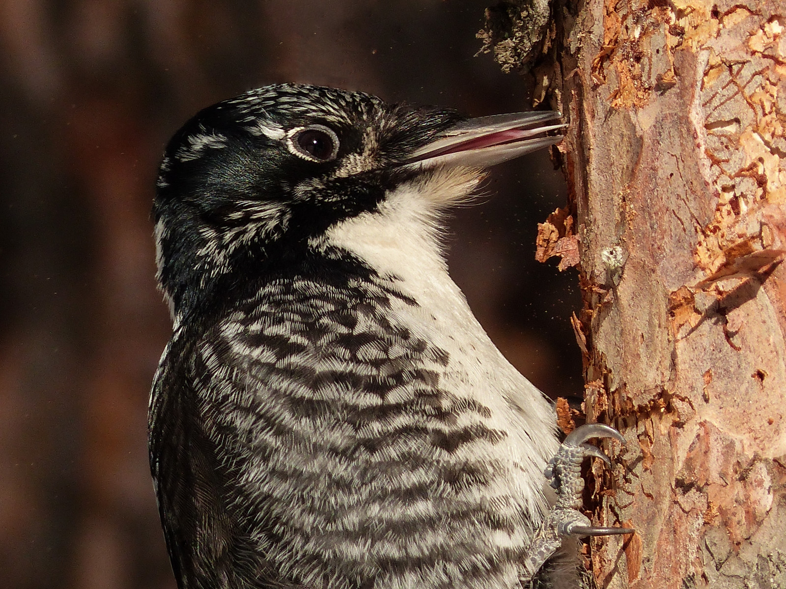 Wallpaper Canada, Calgary, bird, nature, birds, closeup, female