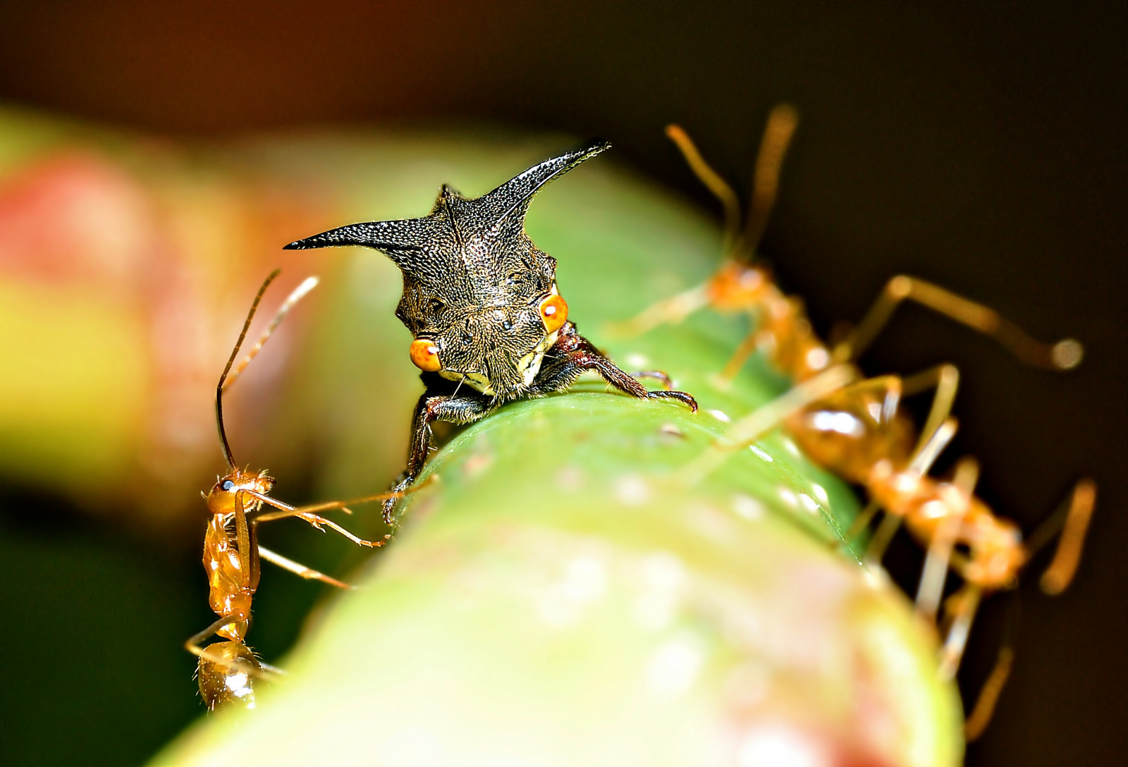 Wallpaper : macro, eyes, Nikon, martin, alien, sb600, 100mm, tokina ...