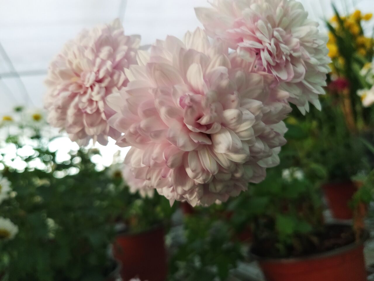 壁纸 厂 花盆 花瓣 室内植物 灌木 花安排 开花植物 一年生植物 切花 桃子 花艺设计 玫瑰家庭 Subhrub 草本植物 花卉 人造花 品红 花园 玫瑰订单 花束 牡丹 栀子科 粉红色的家庭 玉米片 绣球花 植物茎 罗莎centifolia 野花 码1280x960