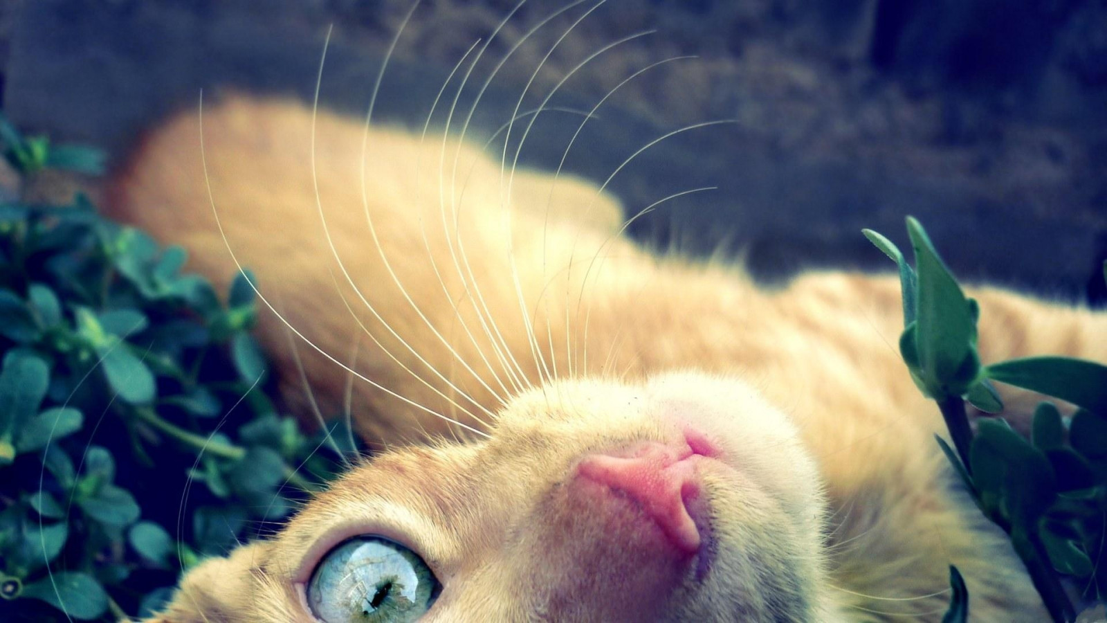 แมว, ใบหน้า, ดวงตา, หนวด