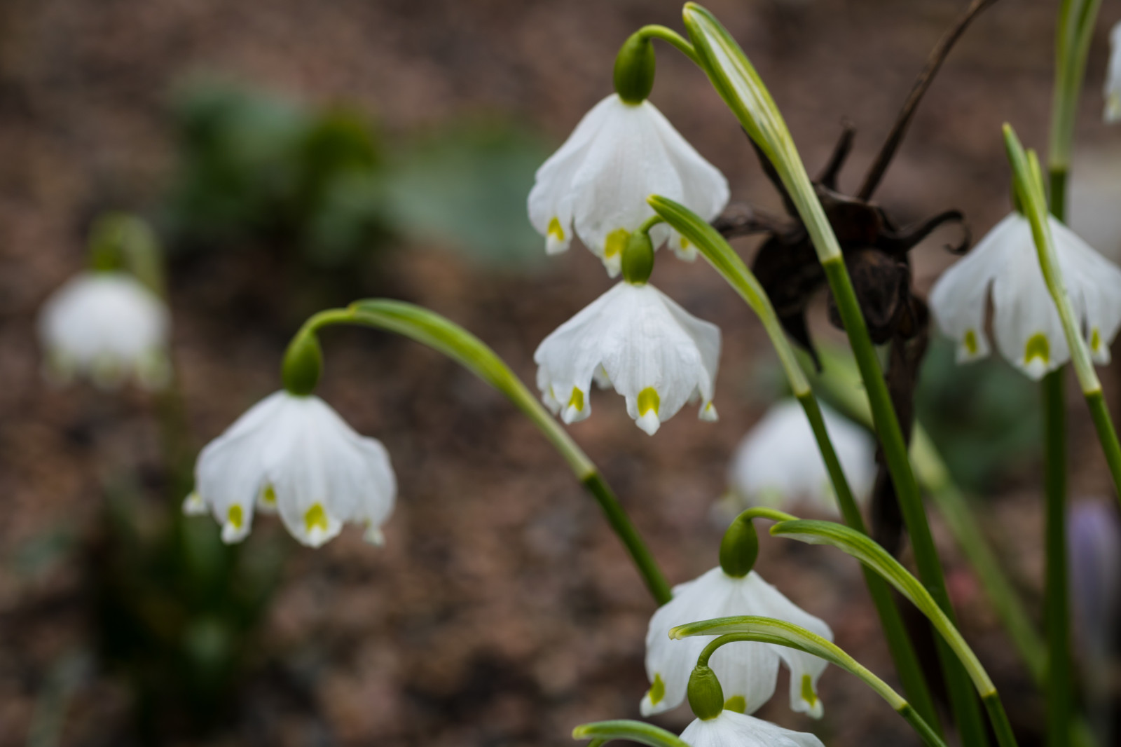 jaro, květ, rostlina, flóra, Lund, botaniskatr dg rden, sněženka, springsnowflake, Botanická zahrada, v RSN Klocka, divoká rostlina, botanika, suchozemská rostlina, kvetoucí rostlina, kolouch lily, dendrobium, galanthus