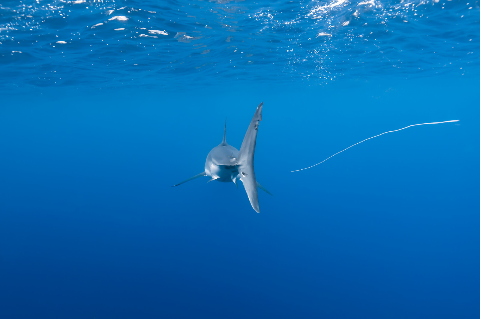 moře, žralok, voda, Příroda, nebe, Ryba, modrý, Volně žijících živočichů, Pod vodou, odpadky, plastický, ploutev, oceán, mořská biologie, Lamniformes, Guadalupe, spinner dolphin, velký bílý žralok, tiburonblanco, weisserhai, bony fish