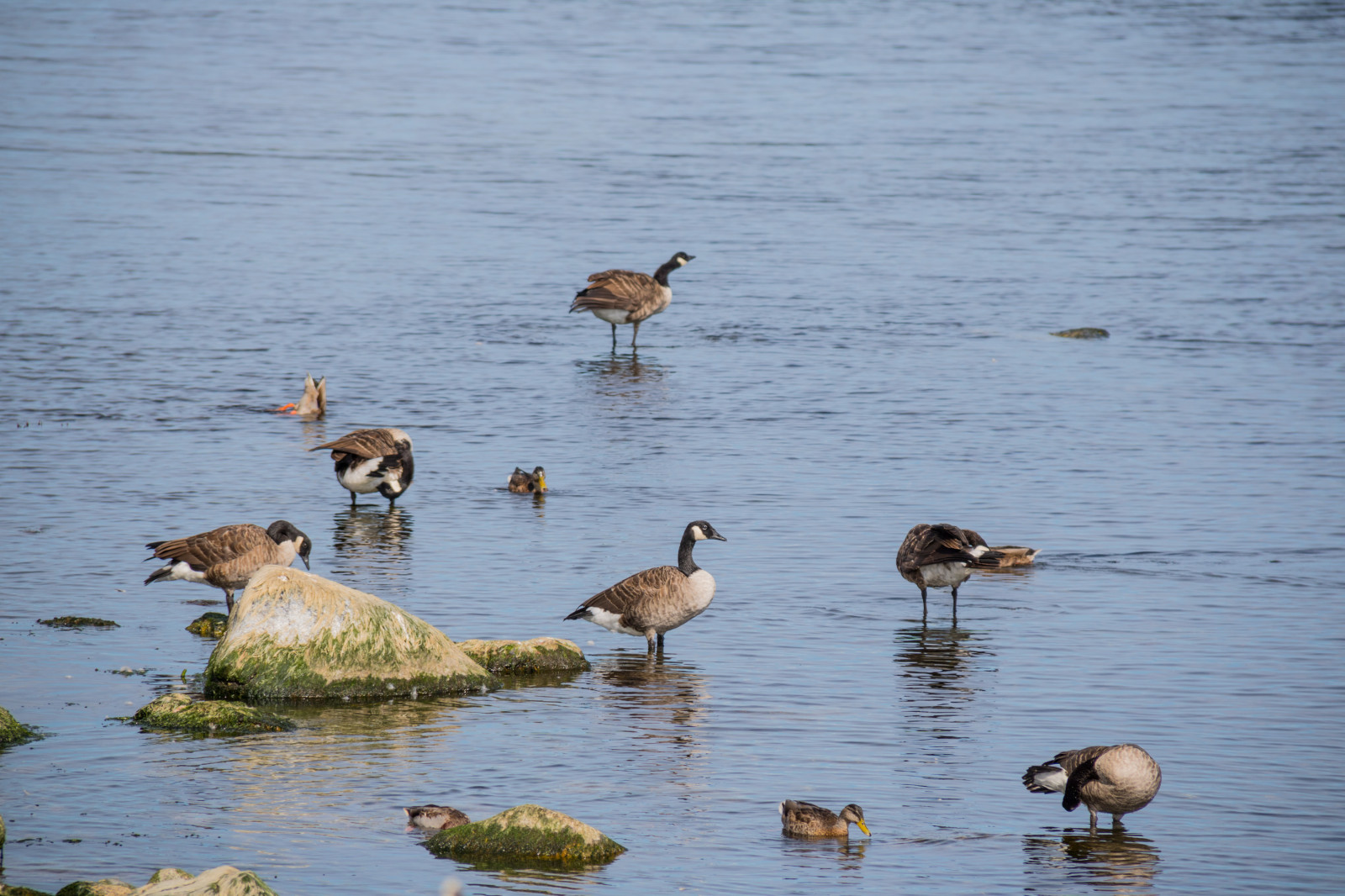 moře, jezero, voda, odraz, Volně žijících živočichů, kachna, pták, vatten, hav, f gel, sterlen, exif modelu canoneos760d, geocountry, Kamera aby kánon, geocity, Model fotoaparátu canoneos760d, geostate, geolocation, EXIF čočka efs18200mmf3556is, exif focallength 200mm, exif aby kánon, EXIF isospeed 100, EXIF otvor 71, Simrishamn, fauna, obratlovců, vodní pták, kachen, hus a labutě