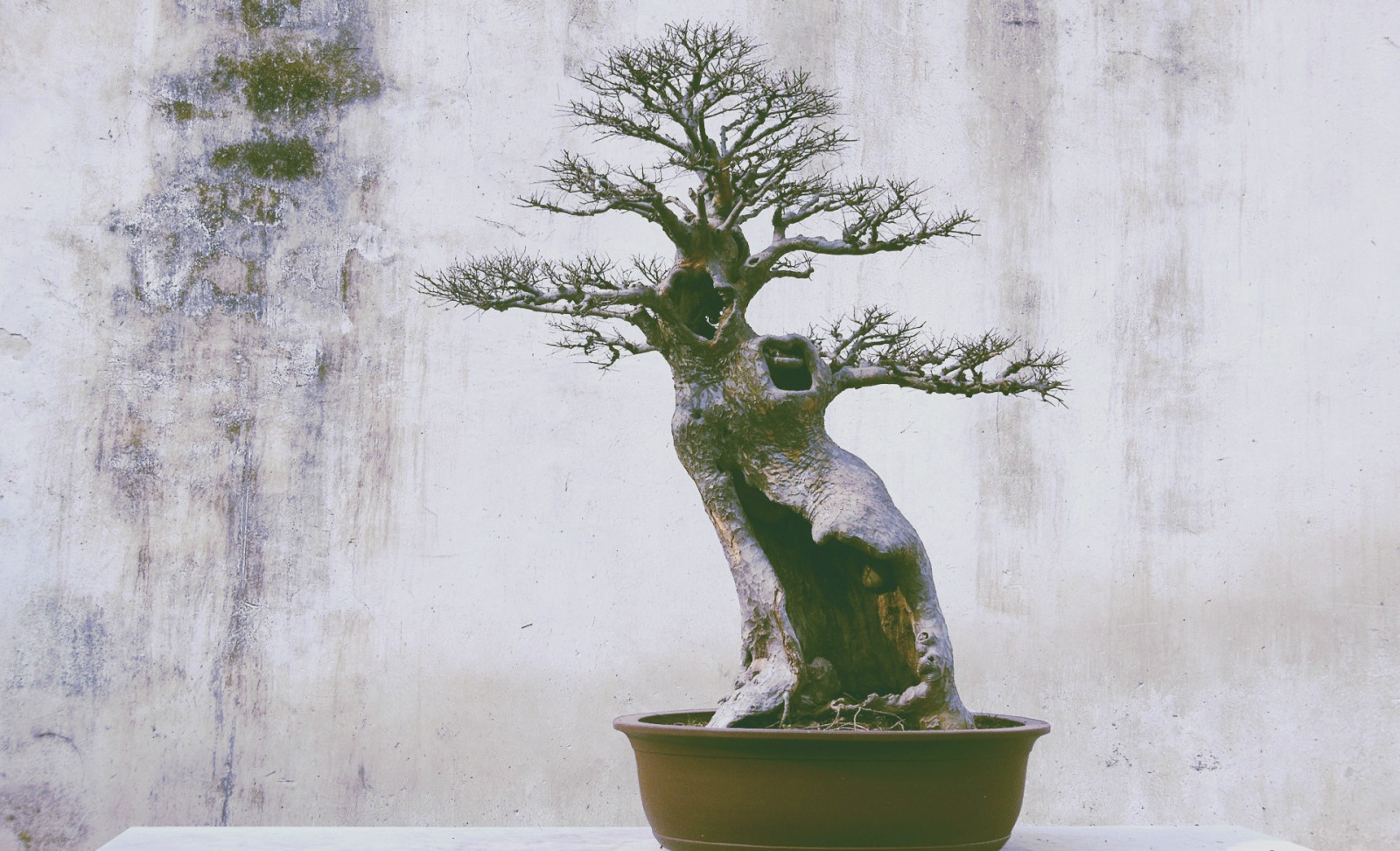 Tapety fotografování, větev, zelená, bonsai, strom, květ, flóra