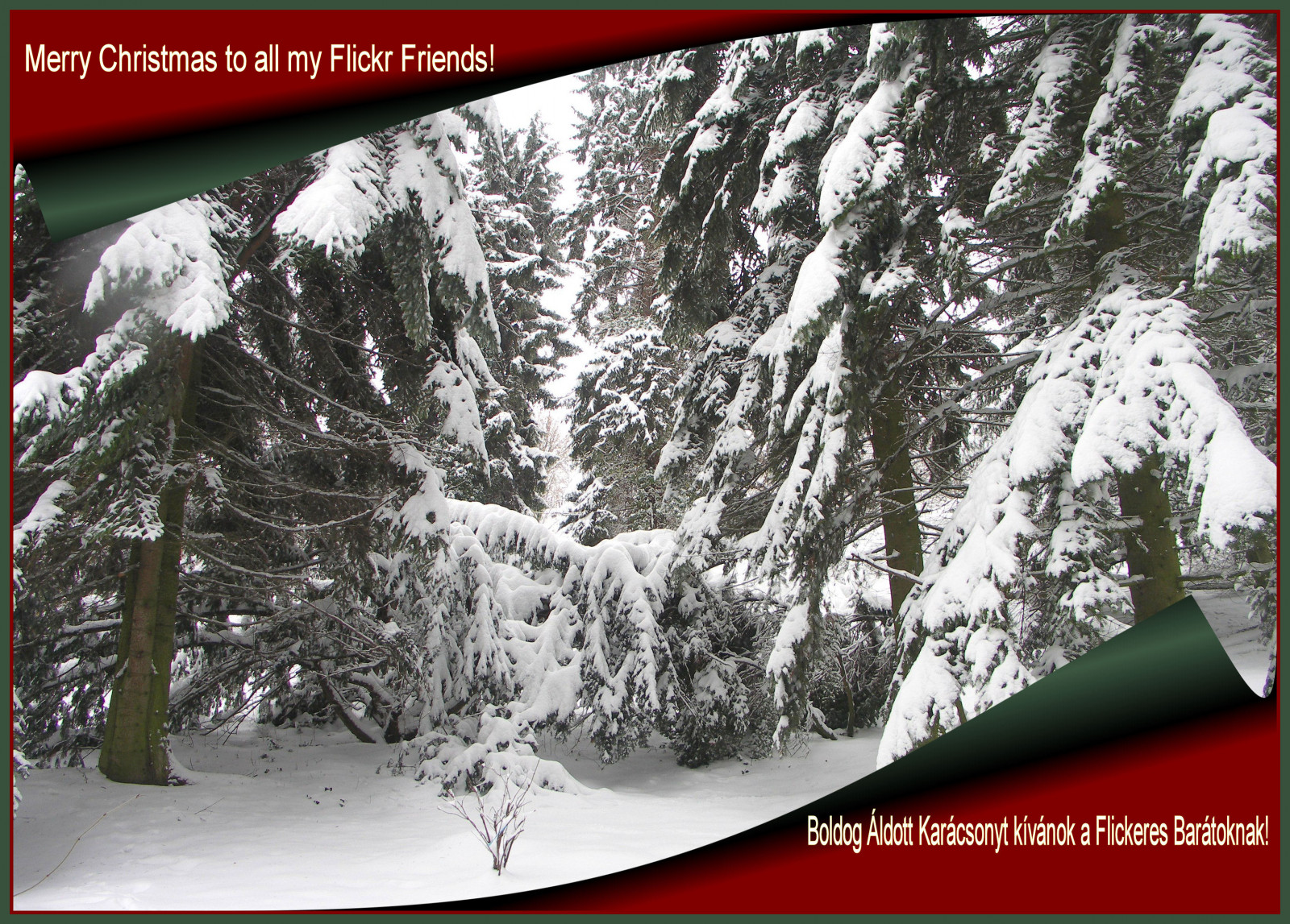 Коледа, Унгария, zirc