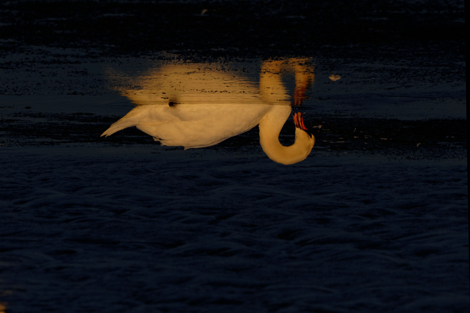 KUNST, elpadrepicture, thierrymuller, Tamron, Foto, photographie, D610, Frankrig, fransk, frenchtouch, mamanano, nikonpassion, Nikon, natur, signe, svane, Mediterranee, oiseau, fugl